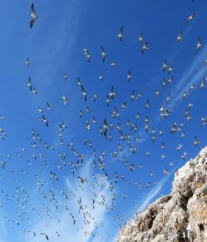 49 blue-footed booby rookery