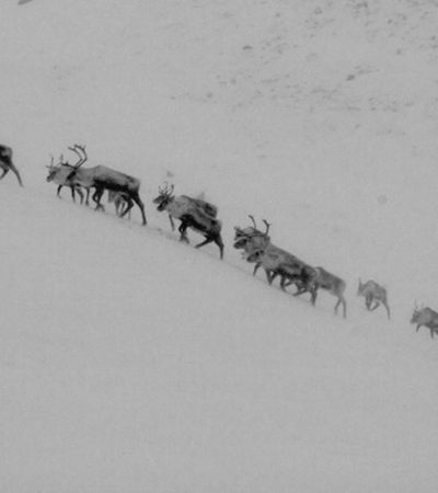 caribou migration