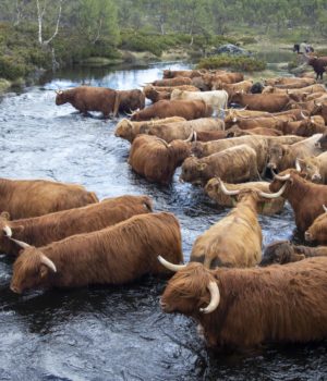 Highland cattle drive in Norway